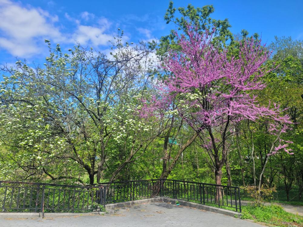 Security Guards in Pelham Gardens Bronx, NY